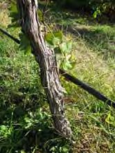 Muscadines 1. Vitis vinifera, the European grape, and V. labrusca, the Concord grape, Etc.