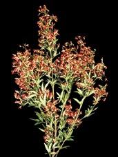 Product: Christmas Bush Cultivar: Albery s Red Perceived value (redness)