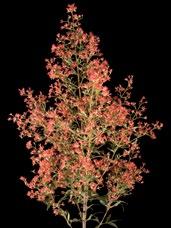 Christmas bush differs from many flower