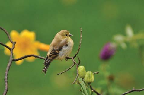 Develop environments that support birds