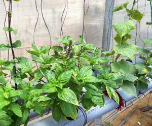 Vegetable production guidelines for 12 common aquaponic plants The information below provides technical advice on 12 of the most popular vegetables to grow in aquaponics.