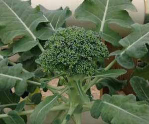 Growing conditions: Cabbage is a winter crop with ideal growing temperatures of 15 20 C; Cabbage grows best when the heads mature in cooler temperatures, so plan to harvest before daytime