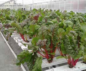 Growing conditions: Broccoli grows best when daytime temperatures are 14 17 C. For head formation, winter varieties require temperatures of 10 15 C.