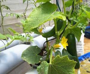 Growing cucumbers in aquaponic units: Cucumbers, along with other members of the Cucurbitaceae family including squash, zucchini and melons, are excellent highvalue summer vegetables.