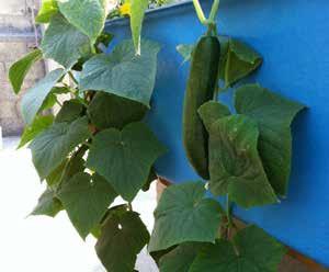 Cucumbers can also be grown on floating rafts, although in grow pipes there could be the risk of clogging owing to excessive root growth.