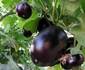 exposure: full sun Plant height and width: 60 120 cm; 60 80 cm Recommended aquaponic method: media beds Growing eggplant in aquaponic units: Eggplant is a summer fruiting vegetable that grows well in