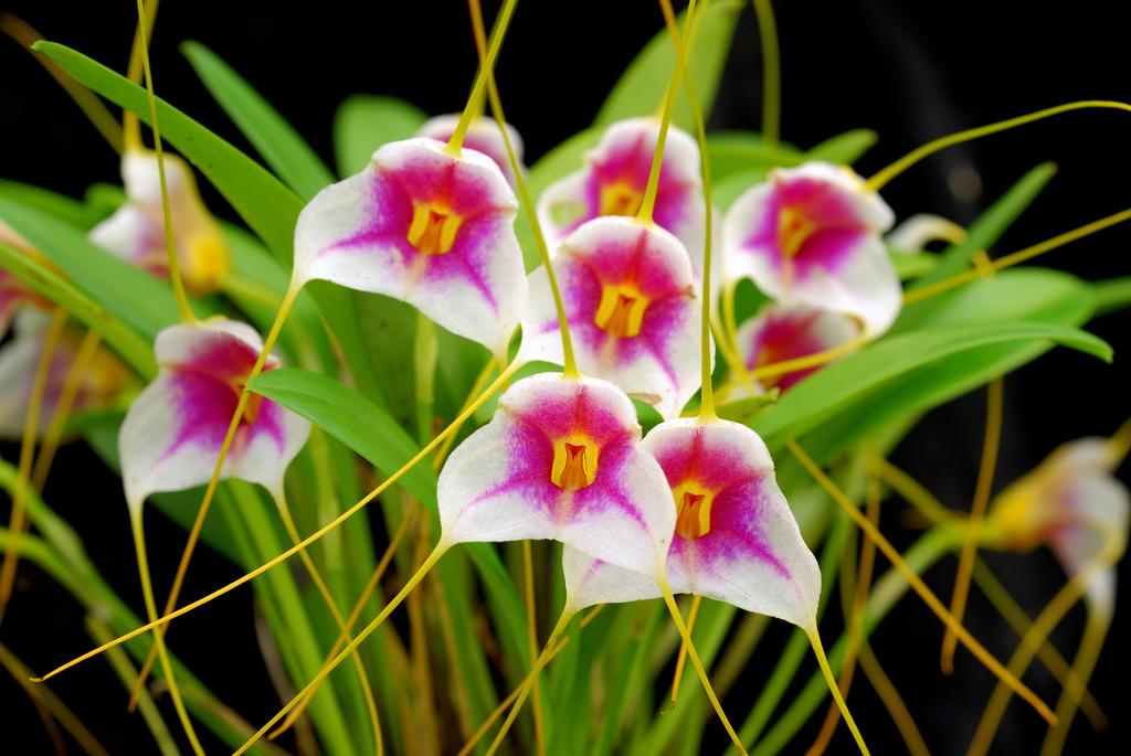 Members are encouraged to wear their membership badges August Grower's Forum: How to successfully grow Masdevallias in Albuquerque, presented by Karen