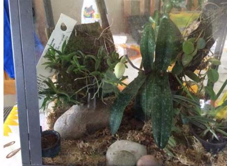 Here s a close up of the terrarium.
