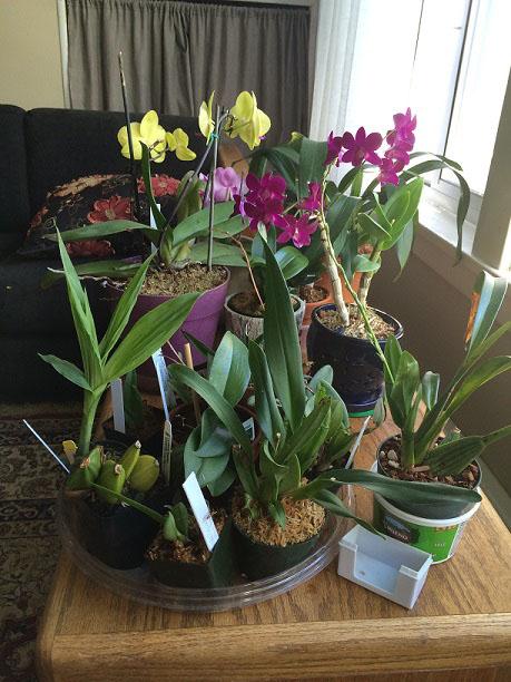 These orchids grow about 3 feet away from a south window. Here, Nicole grows a Lycaste, a Dendrobium, a few Oncidium hybrids and some stunning Phalaenopsis hybrids. How do you water?