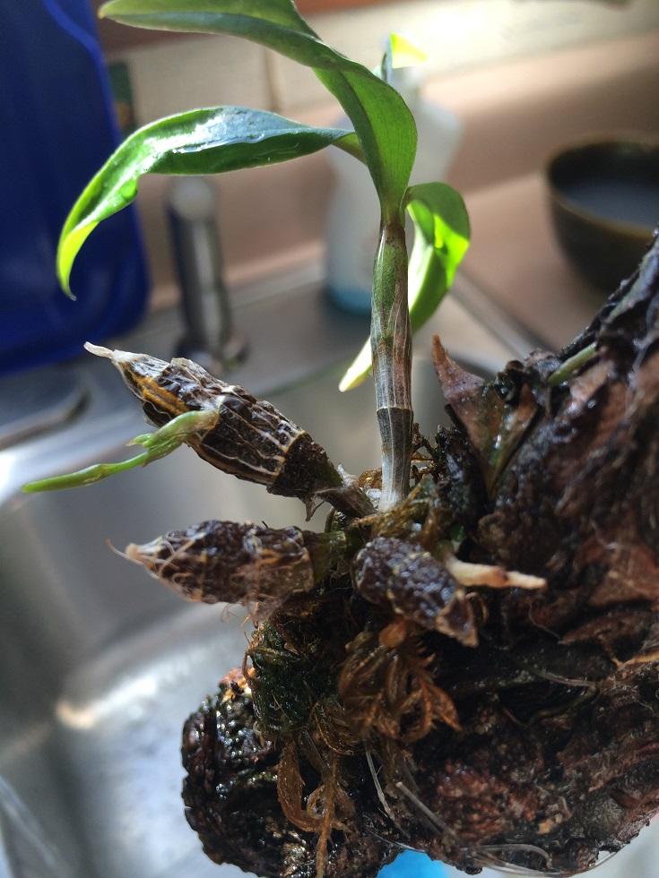 An awesome miniature! This Dendrobium lamyae is about to bloom. The canes are less than an inch tall.