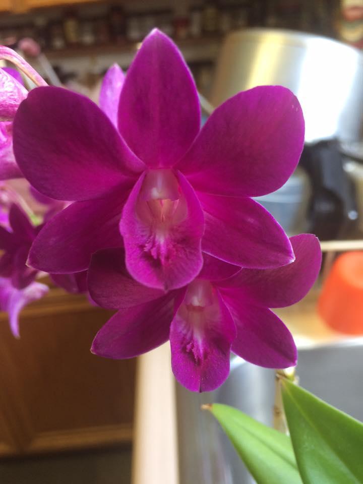 phalaenopsis in Nicole's collection K: How long have you been growing orchids? N: About 3 years What got you started?