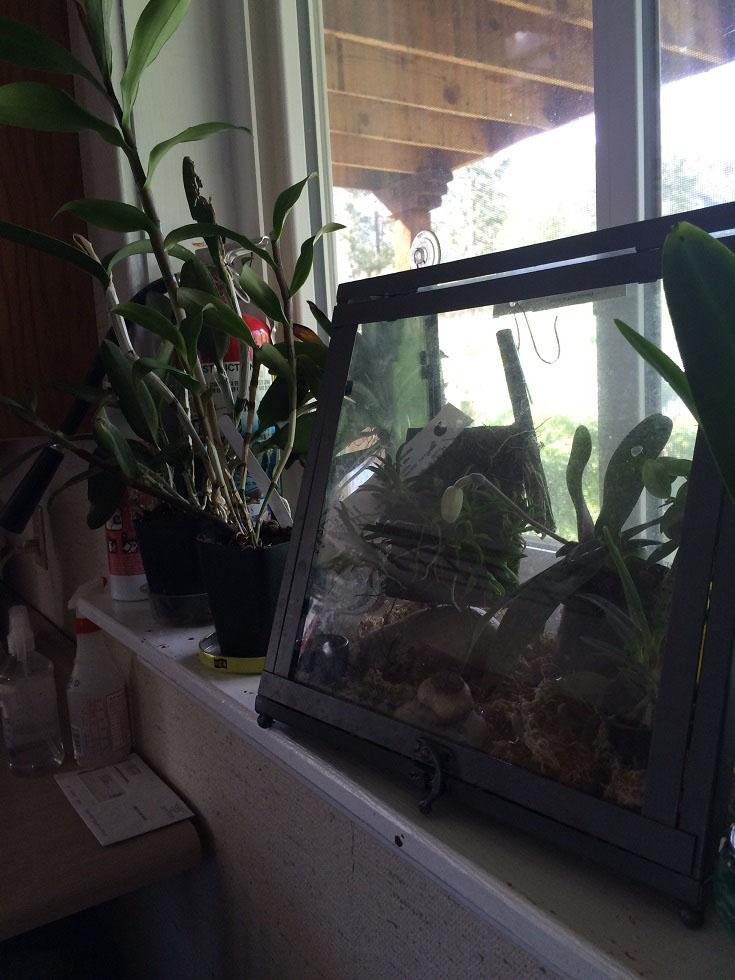 These orchids grow in a north window and enjoy daily water.