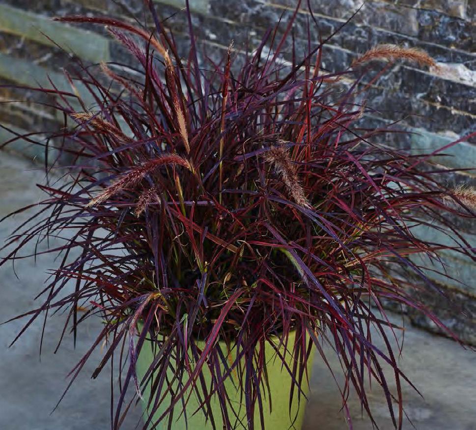 Variegated Red Fountain Grass This vibrant red, pink and green variegated ornamental grass makes a spirited addition to containers and landscapes.