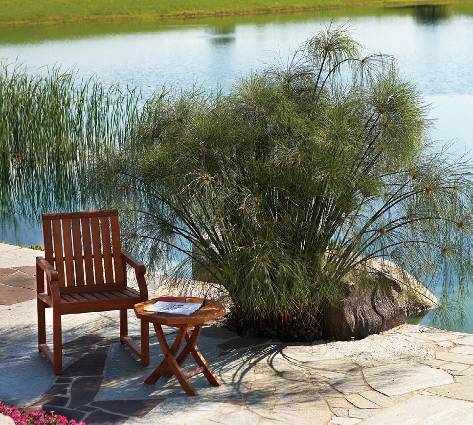 Egyptian Papyrus This tall, stately grass with huge plumes is a grand accent for water gardens, mixed containers and landscapes.
