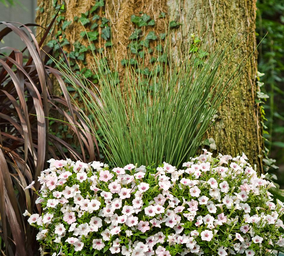 Soft Rush This graceful, finely textured, bluegreen rush makes a lovely accent for water gardens and combination containers.
