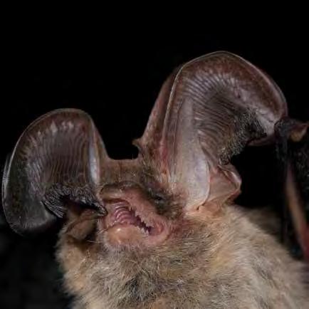 Sheepnose mussel and the Northern long-eared bat 4