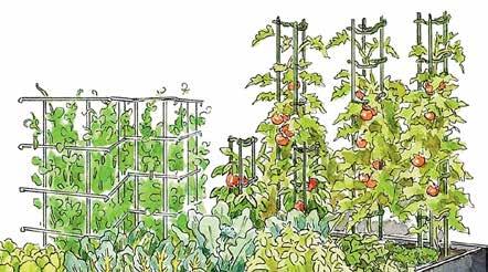 More VerAcal Space Tomatoes are usually grown in cages or on stakes to keep the fruit off the ground and enable more plants to be placed in an