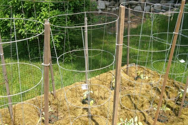 Lay out your garden with strings and cages before you plant If tomato or broccoli plants are