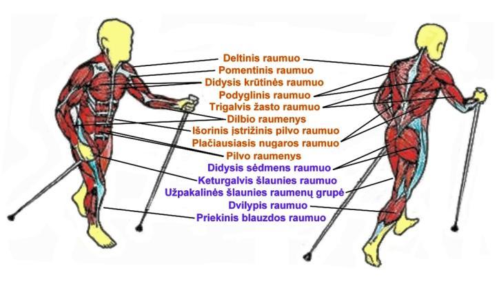 raumenys 100% 80% 60% 40% 20% 0% 90% Ėjimas su lazdomis (Nordic Walking) 70% Ėjimas be lazdų (Normal Walking) raumenys 3 pav.