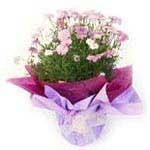 D51.0 Flowering Plant A flowering potted plant beautifully wrapped coloured tissue or glassine and cellophane, fastened