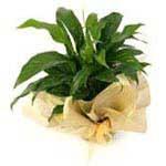 0 Foliage Plant An Indoor Plant wrapped in coloured tissue or glassine and cellophane, fastened with a beautiful bow 44.