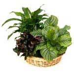 0 Foliage Dish Garden A selection of indoor foliage plants placed in a wicker tray or basket covered with moss or similar