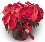 4 Christmas Plant Poinsettia Plant in a basket with Christmas decoration 44.30 /52.30 /61.30 46.30 /54.30 65.30 /79.