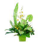 C18.2 Tropical Box Arrangement Modern tropical arrangement with green anthuriums, yellow dancing lady orchids, assorted leaves, arranged in green cane square
