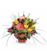 0 Summer Basket Arrangement a bright arrangement of colourful gerberas, tulips, Lissianthus, freesias with sprigs of statice in a nice modern looking basket or