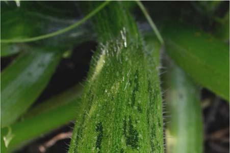 Cucumbers, melons, pumpkins and squashes Powdery mildew Powdery mildew is a fungal disease