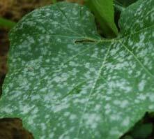 Increase plant spacing Remove infected Foliar application of milk, baking soda or CocaCola