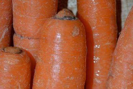 Carrots Cavity spot Cavity spot is caused by the soilborne water mold Pythium.