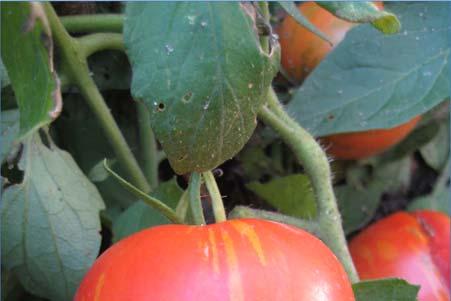 Tomatoes Late blight Late blight is a disease caused by the