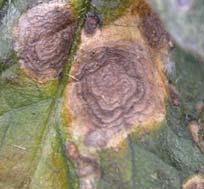 Early blight is a fruit and foliar disease caused by the