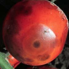 Anthracnose Anthracnose, caused by the pathogen Colletotrichum, is a fungal disease that causes a fruit rot on tomato, pepper and eggplants.