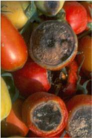 Lesions often have a yellow, chlorotic halo. The disease can overwinter on crop debris.