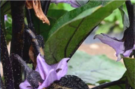 Tomato Spotted Wilt Virus TSWV infects a wide range of solanaceous plants and is caused by a virus.