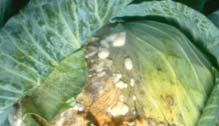 Sclerotinia on lettuce Sclerotinia rot is caused by the soilborne fungus Sclerotinia, and is favored by wet growing conditions.