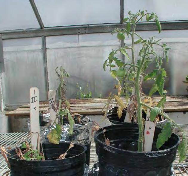 Asparagus on the right was grown in Fusarium-infested soil and augmented with The asparagus on the left received no EFFECTS ON ROOT DISEASE Experiments were done in the greenhouse and field to