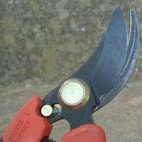 An anvil pruning shear will damage the mother plant and cutting.