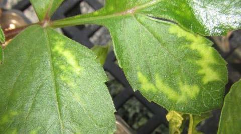 Pest Control Virus symptom Root diseases keep pots well drained. In the greenhouse we use Rootshield and Banrot for water mold diseases. Dahlia get viruses that we can t cure.