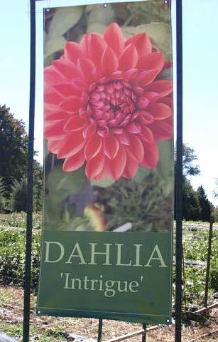 Dahlia Topics Calendar Cuttings Soil preparation