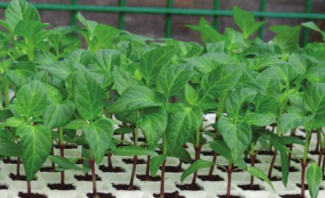 Extra potassium to produce sturdier plants Verdanta K-Vita Homogeneous - Granular - Compound Organic Fertilizer K-Vita is derived from 100% organic sources (2-0-20) and provides extra potassium to