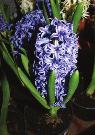 length floral exhibits the lowest value - 23.2 cm - the 'Peter Stuyevesant', the maximum - 33.4 cm - were recorded in cultivar 'Delft Blue'. Number of bloom is the minimum 'Splendid Cornelia' (22.