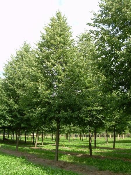 Acer Sycamore / Maple Tilia Lime / Linden trees Platanus X Hispanica - London