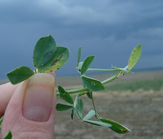 Diseases in Alfalfa Seed Production Faye Dokken-Bouchard Provincial Specialist, Plant Disease Crops Branch, Saskatchewan Ministry of Agriculture Introduction Alfalfa seed production is a