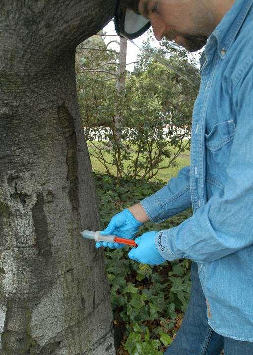 Insert Injectors Check for leaks around the injection site. On actively transpiring trees the treatment solution will be absorbed in 5 to 15 minutes.