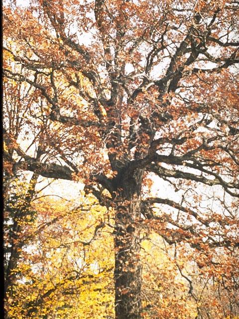 tall trees such as white oak (Quercus