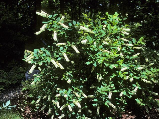Viburnum prunifolium and Itea