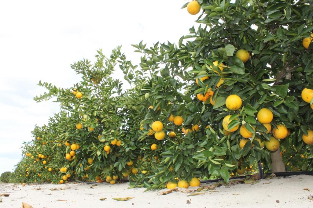Advanced Production Systems for Florida Citrus